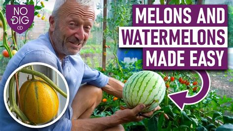 melon tube|Free Big Melons Porn Videos (6,956)